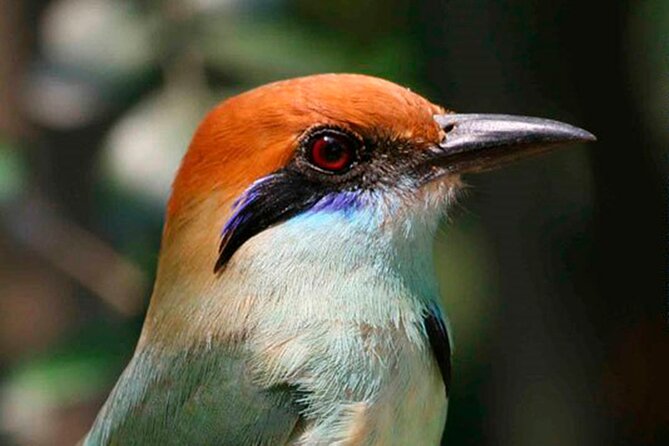 SIerra Madre Highland bird and Tuito - How experienced do you need to be?