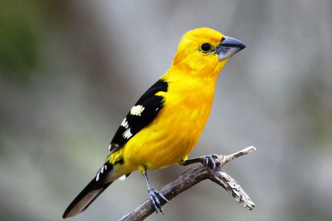 SIerra Madre Highland bird and Tuito - El Tuito: a useful town stop and a birding base