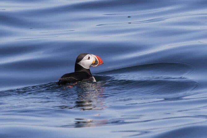 Sightseeing Around Nólsoy to see Puffins - Key points to know before booking