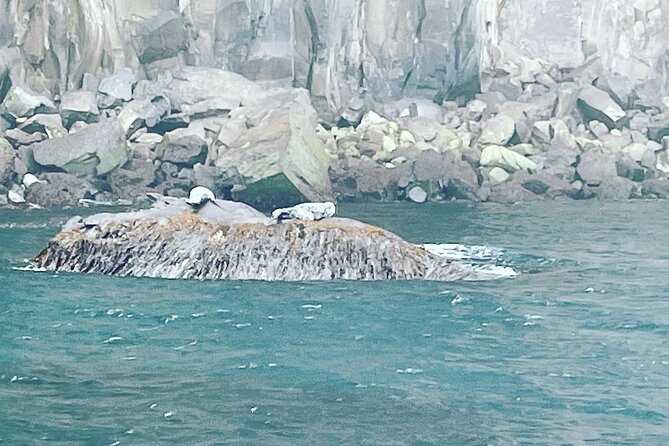 Sightseeing Around Nólsoy to see Puffins - Leaving Tórshavn harbor for Nólsoy