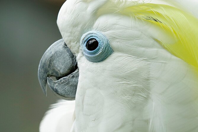 Singapore Bird Paradise Entry Ticket - Key points to know before you go