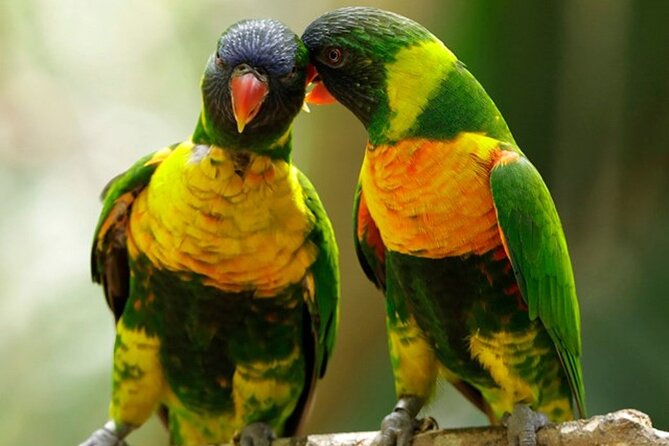 Singapore Bird Paradise Entry Ticket - A large bird park with a clear family focus