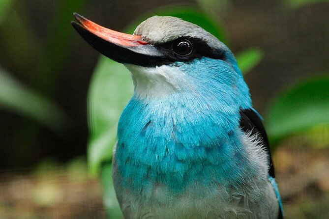 Singapore Bird Paradise Entry Ticket - African birds, feeding sessions, and keeper talks
