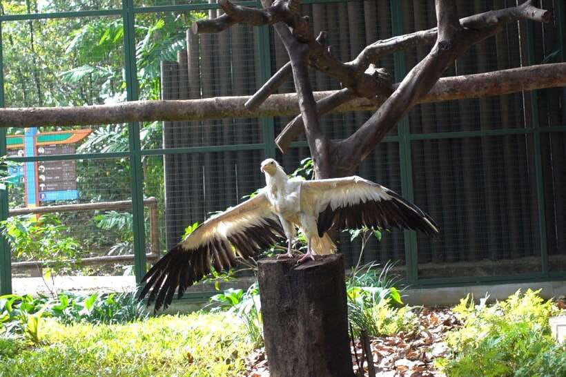 Singapore: Bird Paradise Entry Ticket - Conservation behind the scenes