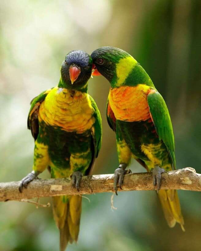 Singapore: Bird Paradise Entry Ticket - How long should you stay?