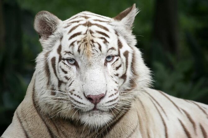 Singapore Bird Paradise & Zoo Full Day (Ticket & Transfer ) - Key points to know before booking
