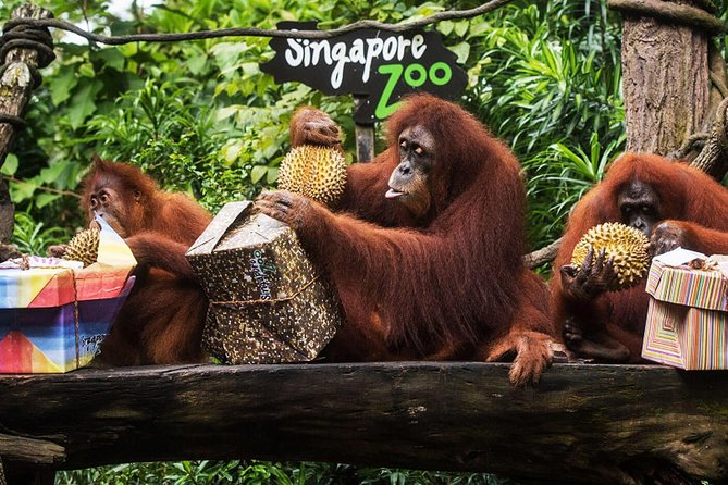 Singapore Bird Paradise & Zoo Full Day (Ticket & Transfer ) - The bird park portion needs a careful check