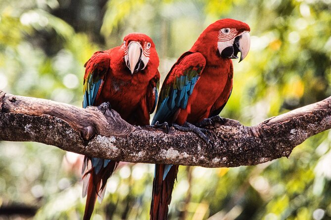 Singapore Bird Paradise & Zoo Full Day (Ticket & Transfer ) - Cancellation and booking details