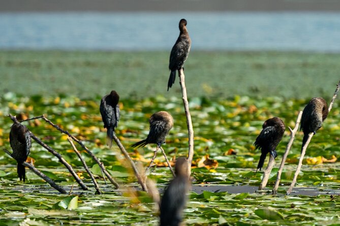 Skadar Lake National Park: Birdwatching & Photography Tour - Through the Channels of Skadar Lake National Park