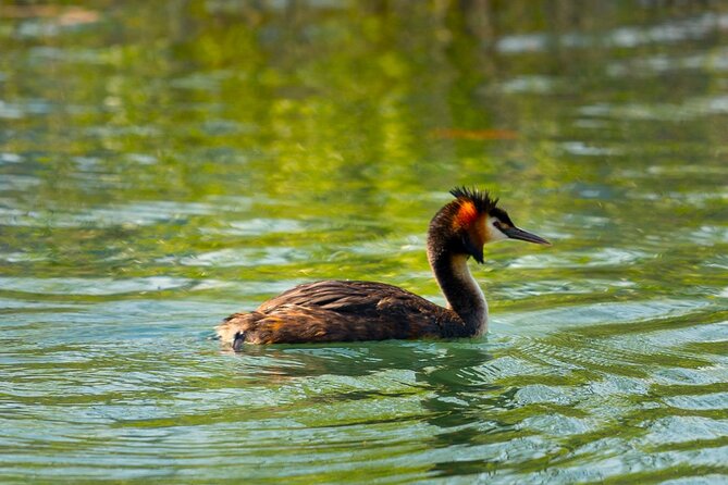 Skadar Lake National Park: Birdwatching & Photography Tour - Kamenik: More Time for Wildlife