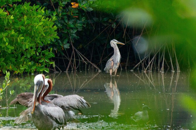 Skadar Lake National Park: Birdwatching & Photography Tour - Photographing Birds Without Rushing