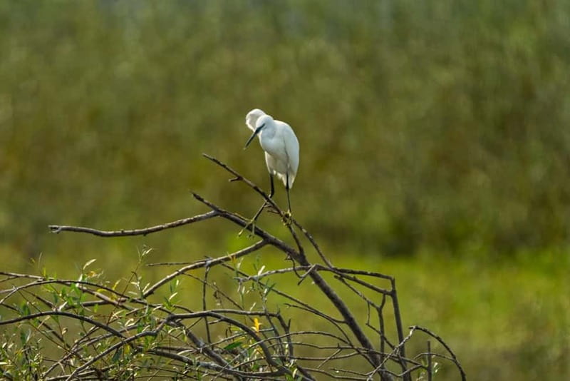 Skadar Lake National Park: Birdwatching & Photography Tour - Weather, Comfort, and Practical Limits