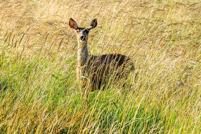 Skagit Valley Birding + Deception Pass Day Tour From Seattle - Fort Casey And Whidbey Island’s Military Past