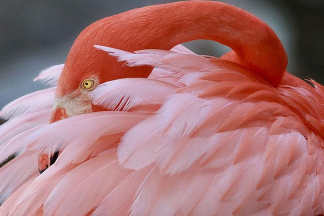Skip the Line: Flamingo Gardens Admission Ticket in Fort Lauderdale - What Your $23.95 Admission Includes