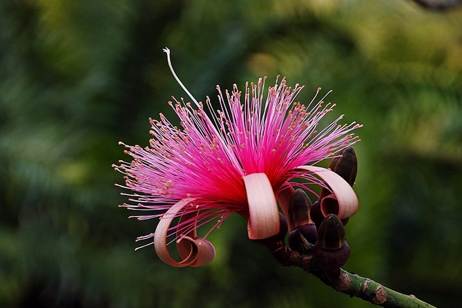 Skip the Line: Flamingo Gardens Admission Ticket in Fort Lauderdale - Meet Florida Wildlife in a Sanctuary Setting