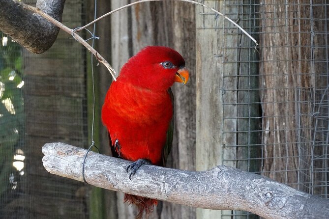 Skip the Line: World of Birds Admission Ticket - Key things to know before visiting