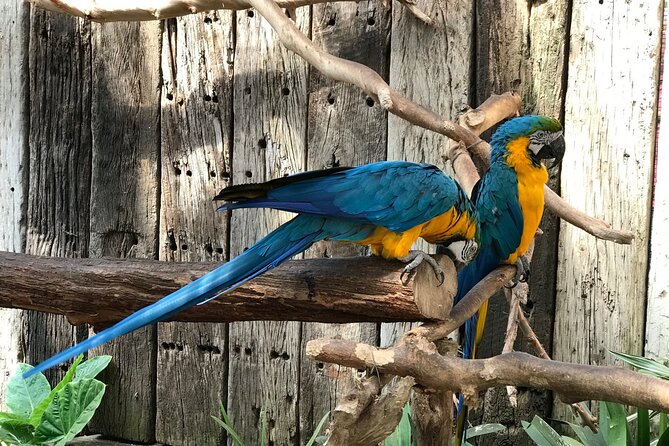 Skip the Line: World of Birds Admission Ticket - A large bird sanctuary in Hout Bay