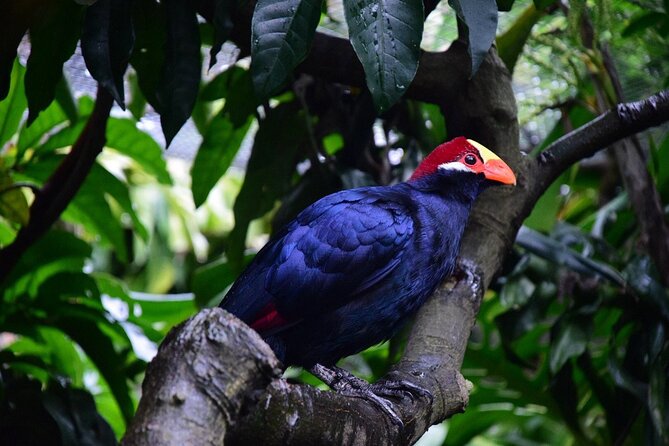 Skip the Line: World of Birds Admission Ticket - The bird enclosures: from ostriches to penguins