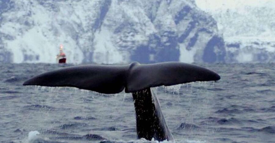 Skjervøy: Birds and Wildlife of Arctic Norway - Key things to know before booking