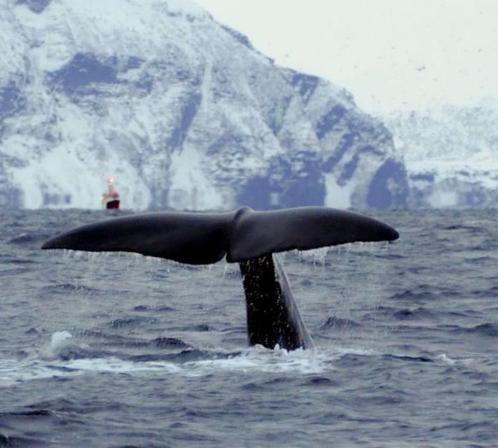 Skjervøy: Birds and Wildlife of Arctic Norway - Searching the fjords for dolphins and porpoises