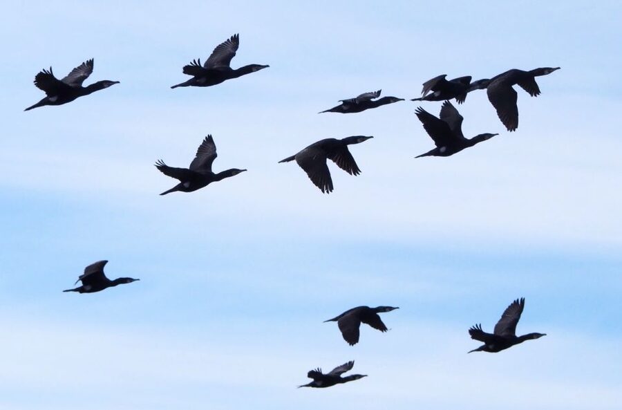 Skjervøy: Birds and Wildlife of Arctic Norway - What remains after the winter whales leave
