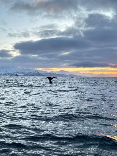 Skjervøy: Birds and Wildlife of Arctic Norway - Looking inland for moose and reindeer