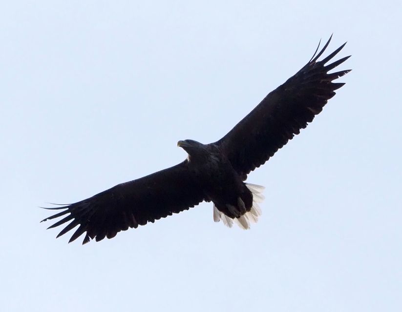Skjervøy: Birds and Wildlife of Arctic Norway - Local stories from Skjervøy and the fjords