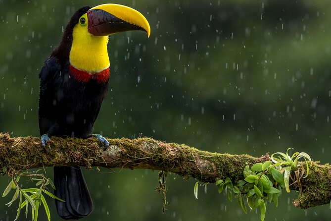 Slothies and Birds Sightseeing - Why this two-hour outing works well in La Fortuna