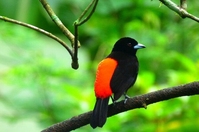 Slothies and Birds Sightseeing - The La Fortuna trail: short, level, and full of life