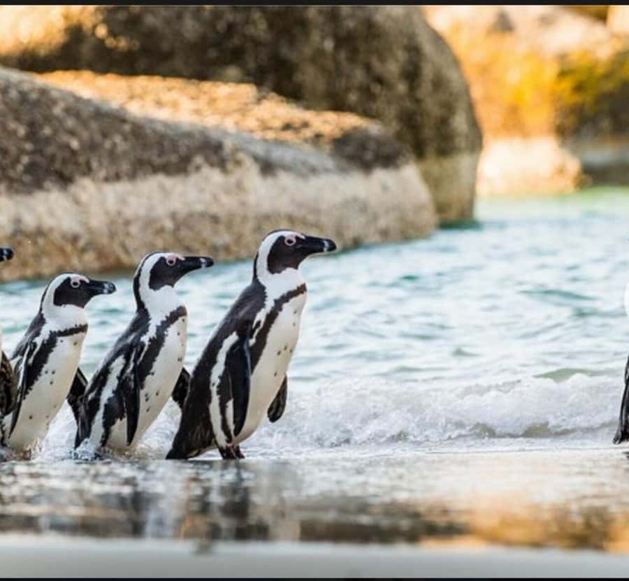 Small Group: African Penguins,Boulders beach-Half-Day Tour. - Key points to know before booking