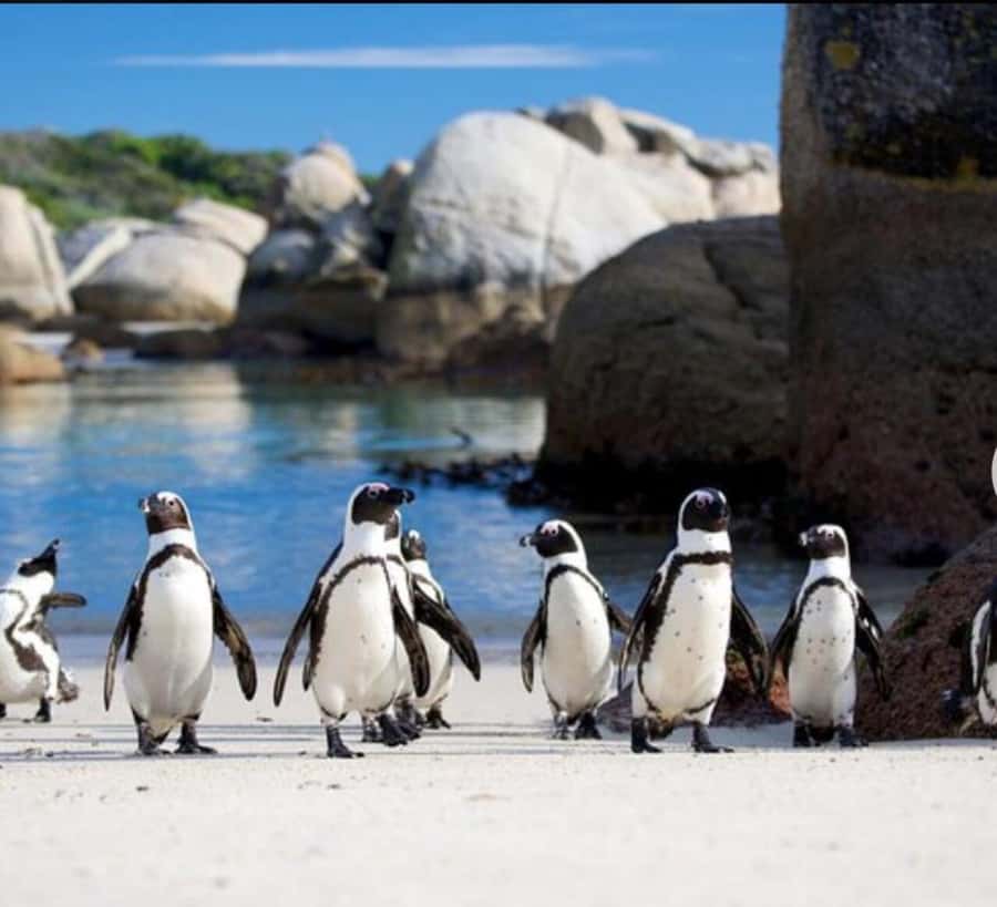 Small Group: African Penguins,Boulders beach-Half-Day Tour. - Chapmans Peak Drive and the coastal viewpoint