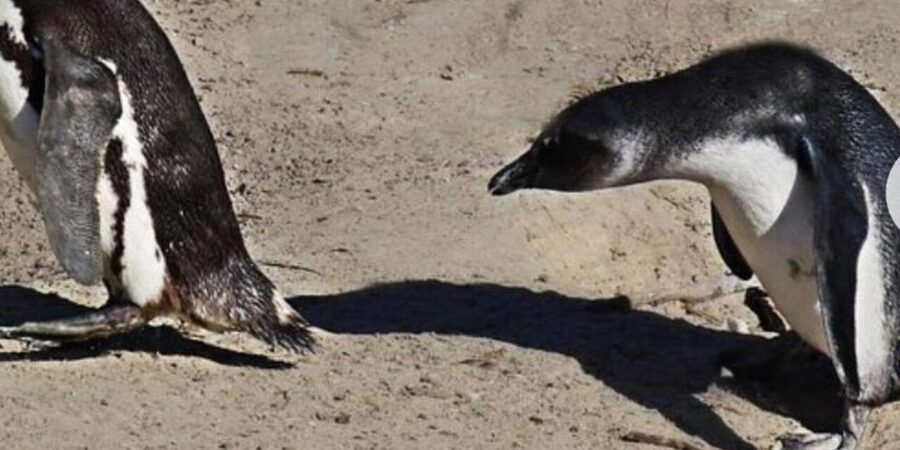 Small Group: African Penguins,Boulders beach-Half-Day Tour. - Who should book this tour