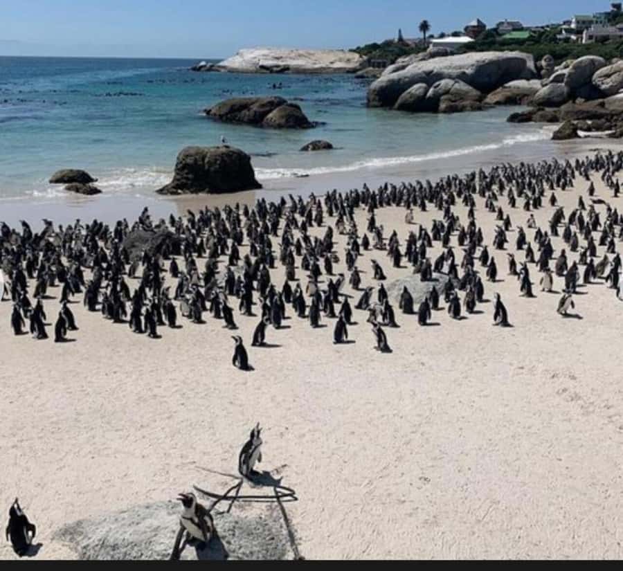 Small Group: African Penguins,Boulders beach-Half-Day Tour. - Boulders Beach and its African penguins