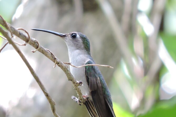 Small-Group Birdwatching Sian Kaan with professional guide - Key details to know before booking