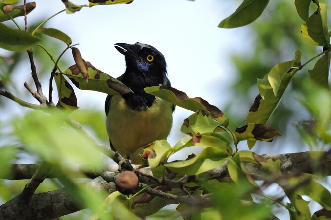Small-Group Birdwatching Sian Kaan with professional guide - Why the guide matters more than the head count