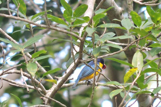 Small-Group Birdwatching Sian Kaan with professional guide - Is $100 a fair price for four hours?