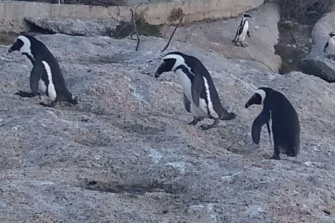 Small Group Cape Of Good Hope Penguins Wine Tasting Inc Park Fees - Simon’s Town, naval history and Just Nuisance