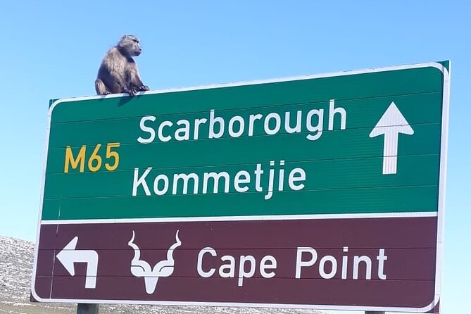 Small Group Table Mountain Penguin Colony and Cape Point Tour - One day from Cape Town to the Cape Peninsula
