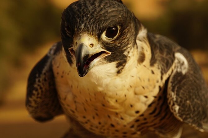 Small-Group Tour: Falcon 2—Dubai Falconry Safari - The hands-on falconry session