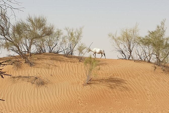 Small-Group Tour: Falcon 2—Dubai Falconry Safari - Is $199.46 a fair price?