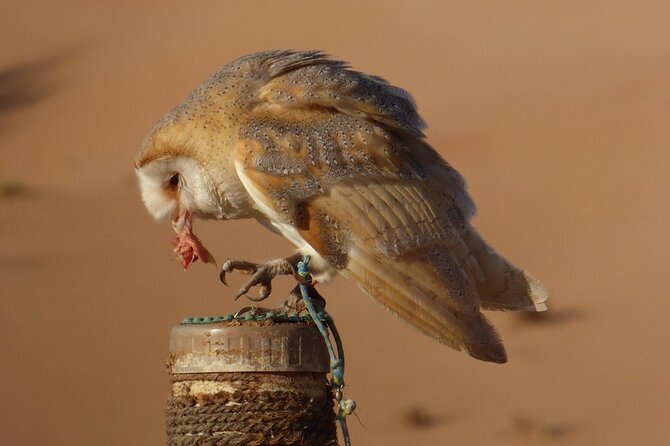 Small-Group Tour: Falcon 2—Dubai Falconry Safari - Wildlife in the Dubai Desert Conservation Reserve