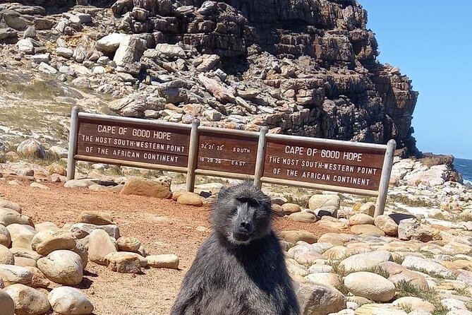 Small Group Tour: Penguins, Cape Point and Cape of Good Hope - The day in five useful points