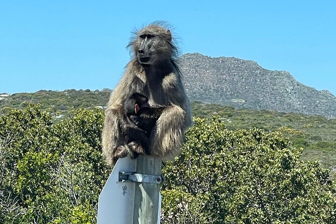 Small Group Tour: Penguins, Cape Point and Cape of Good Hope - Starting in Bo-Kaap at 7:00 am