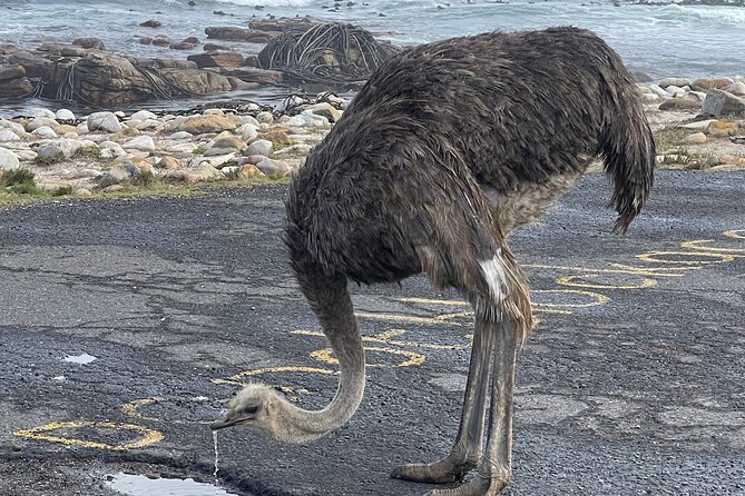 Small Group Tour: Penguins, Cape Point and Cape of Good Hope - Chapman’s Peak and the Noordhoek stop