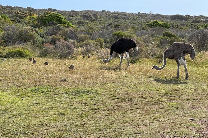 Small Group Tour: Penguins, Cape Point and Cape of Good Hope - Optional Seal Island boat trip