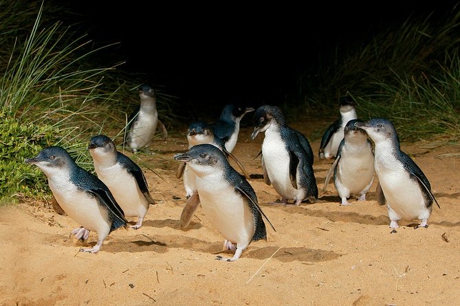 Small Tour (8 ppl) Phillip Island Hike & Penguin Parade Day Tour - The Nobbies boardwalk and Phillip Island’s wild coast