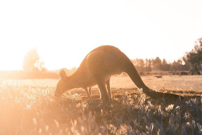 Small Tour (8 ppl) Phillip Island Hike & Penguin Parade Day Tour - What the $200.11 price covers