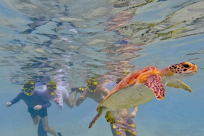 Snorkel with Turtles & see the Flamingos - Key points to know before booking