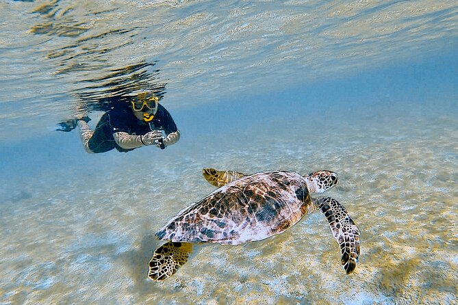 Snorkel with Turtles & see the Flamingos - Shore snorkeling instead of a boat trip