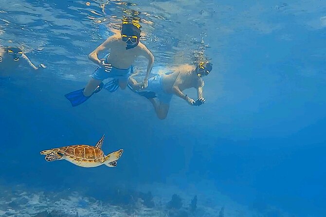 Snorkel with Turtles & see the Flamingos - The flamingo stop and Bonaire’s southern sights